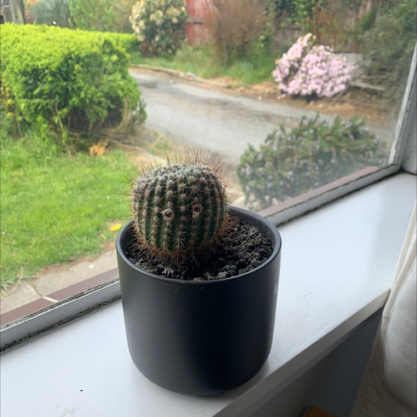 Photo of the plant species Acanthocalycium thionanthum by Kodie named Spike on Greg, the plant care app