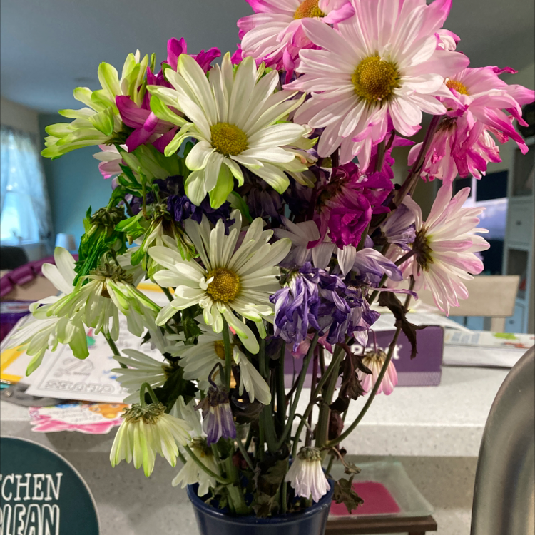 Bouquet of Giant Crego Aster flowers in a pot, some vibrant and some wilting.