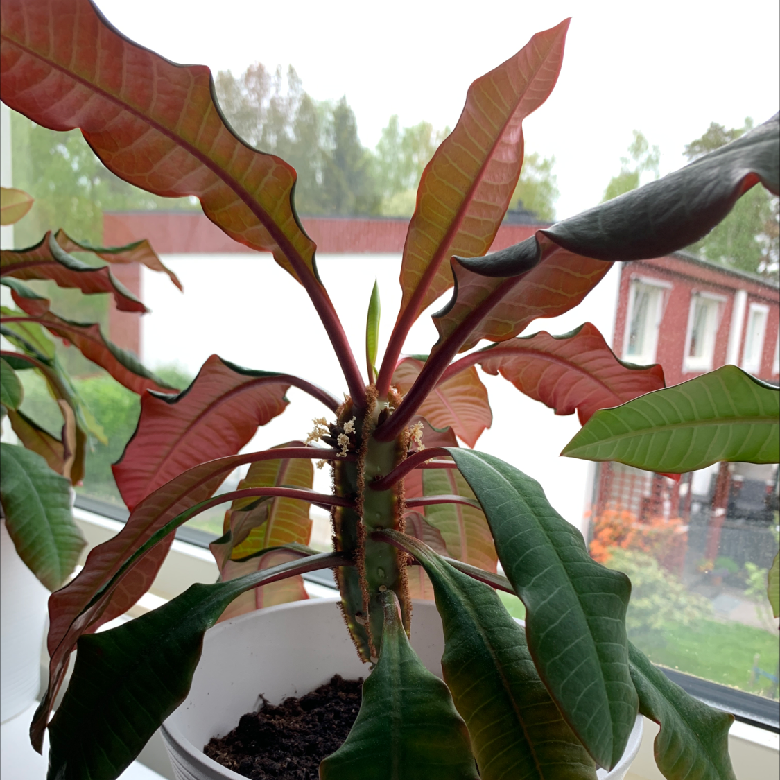 Madagascar Jewel plant with some leaf discoloration, potted with visible soil.