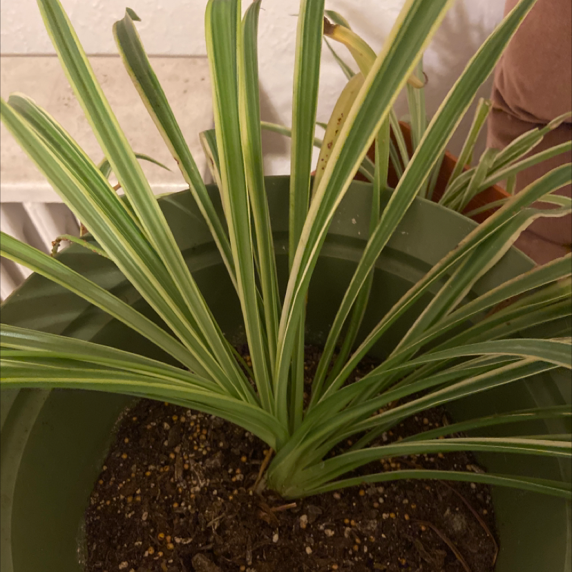 Variegated Spider Plant in a green pot with visible soil, well-framed and in focus.