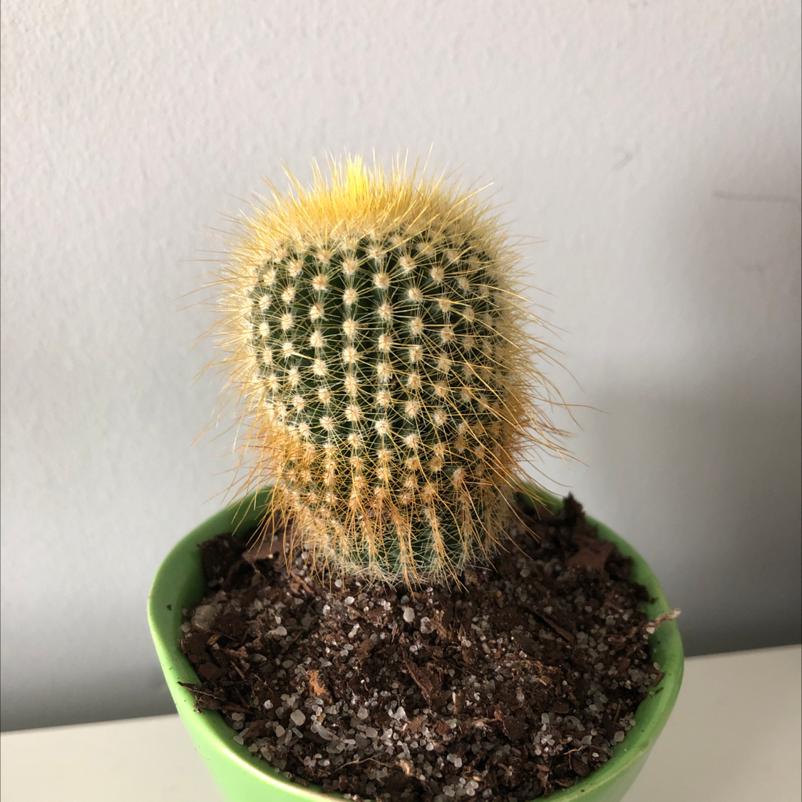 Golden Barrel Cactus plant photo by @sharkyshark named Prickles on Greg, the plant care app.