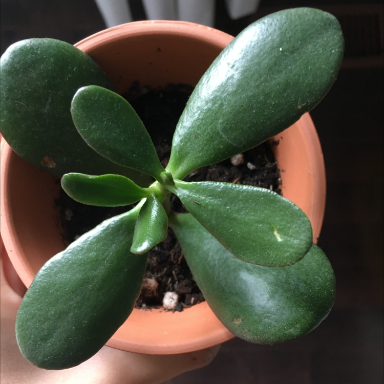 Lucky Plant plant photo by Miranda named Bilbo on Greg, the plant care app.