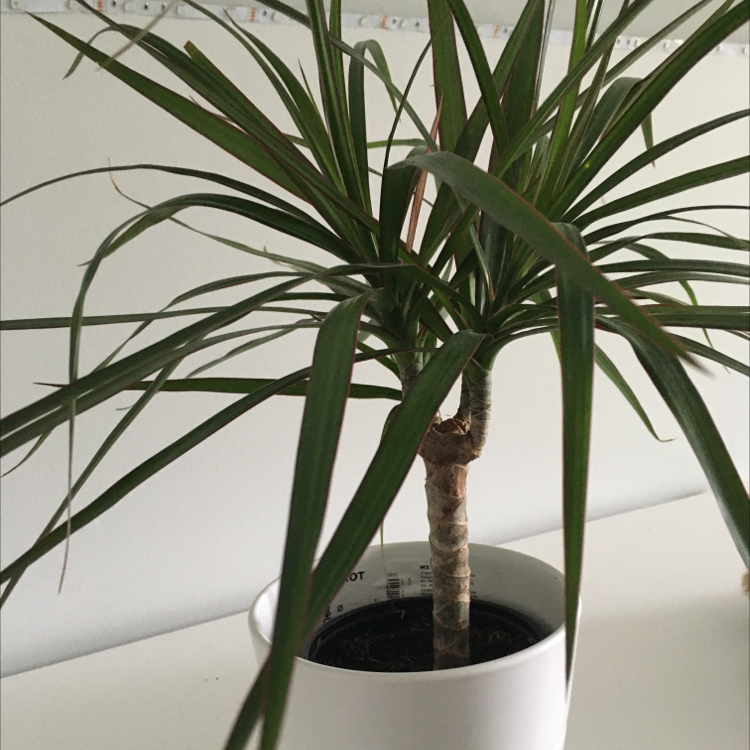 Dragon Tree plant photo by Miranda named Dracoana on Greg, the plant care app.