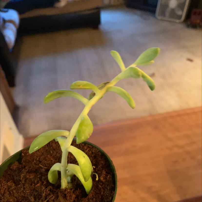 Pig's Ear (Cotyledon orbiculata) succulent in a small pot with some yellowing leaves.