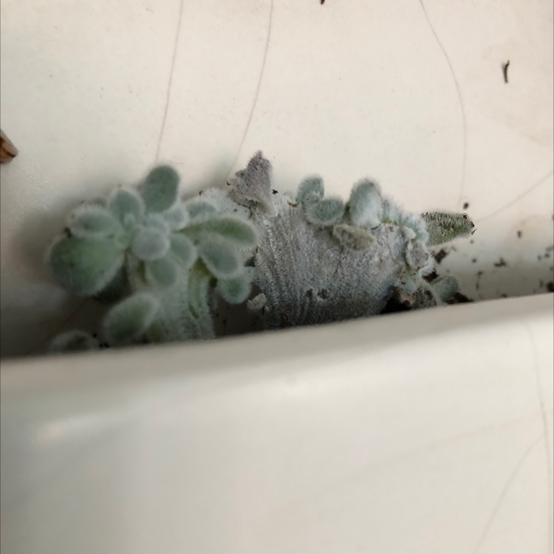 Fuzzy Panda Plant (Kalanchoe tomentosa) in a container with visible soil.