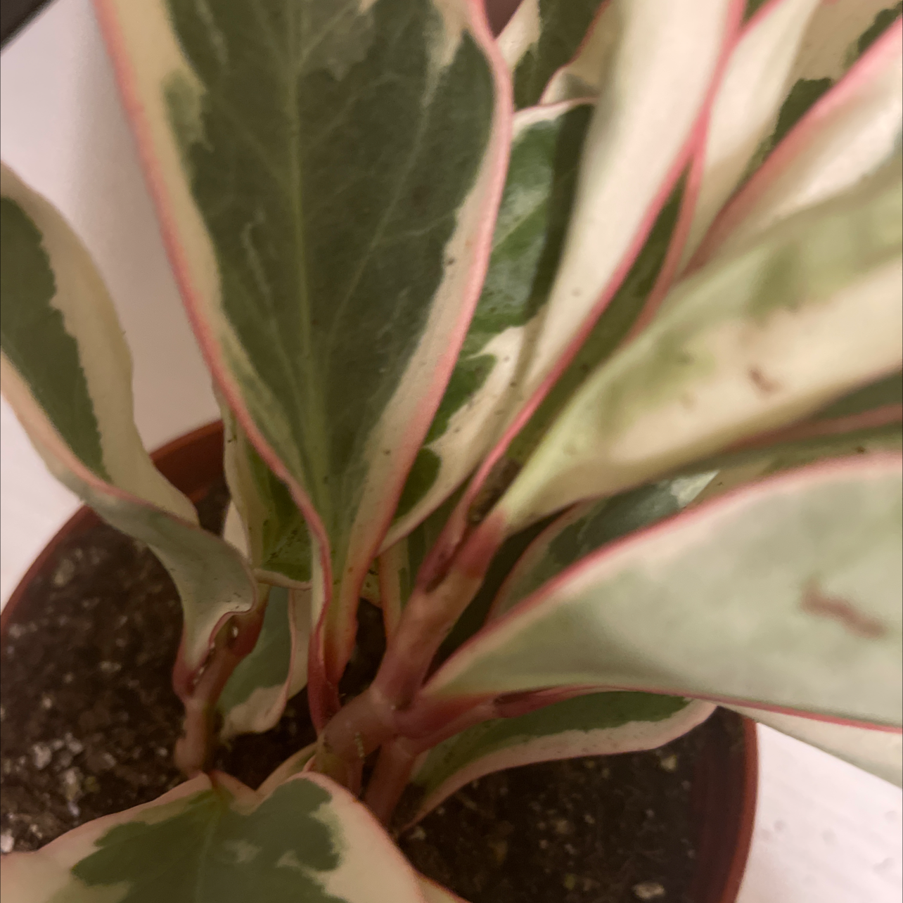 Photo of the plant species Peperomia 'Ginny' by @Addavis01 named Ginny on Greg, the plant care app
