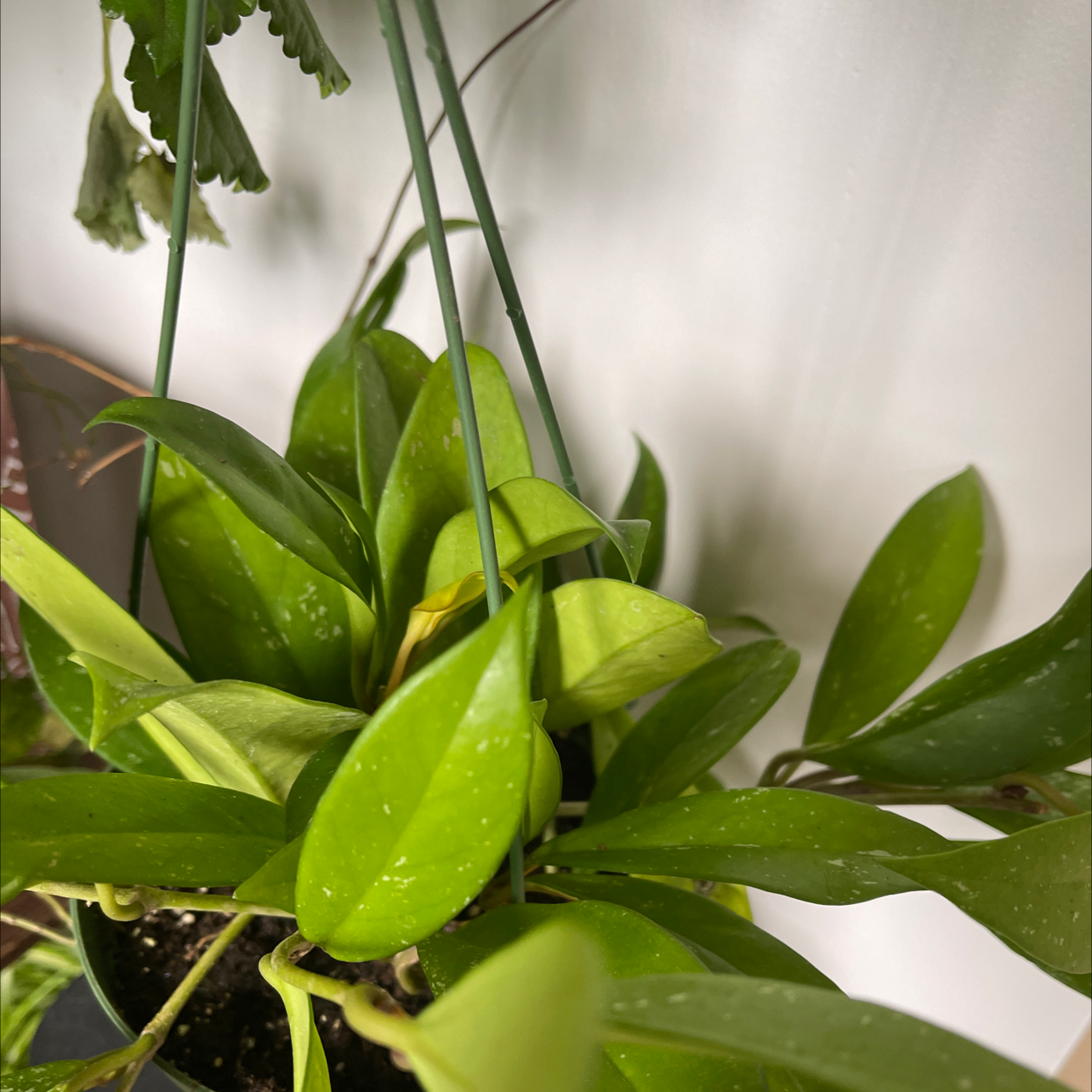 Hoya publicalyx 'Royal Hawaiian Purple' plant with healthy green leaves.