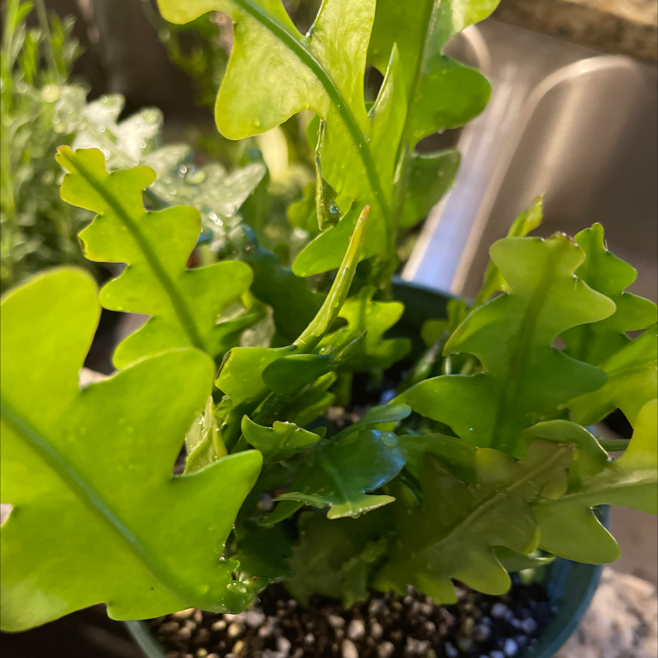 Fishbone Cactus with healthy green leaves in a pot with visible soil.