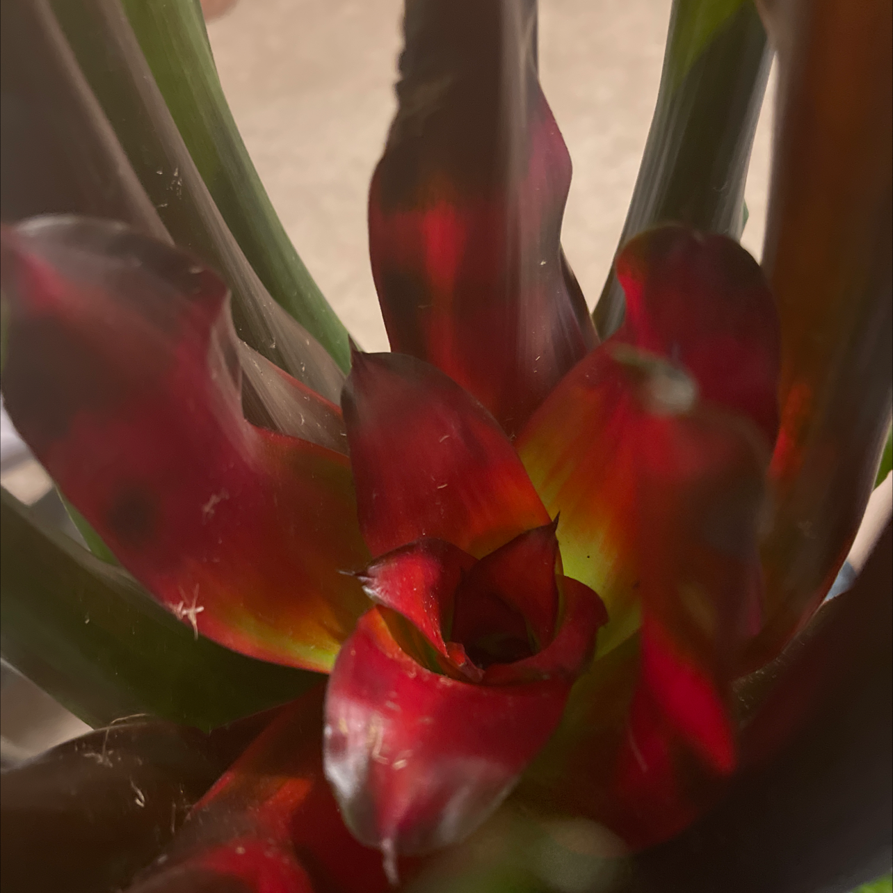 Photo of the plant species Bromeliad Medusa by @Addavis01 named Bro Medusa on Greg, the plant care app