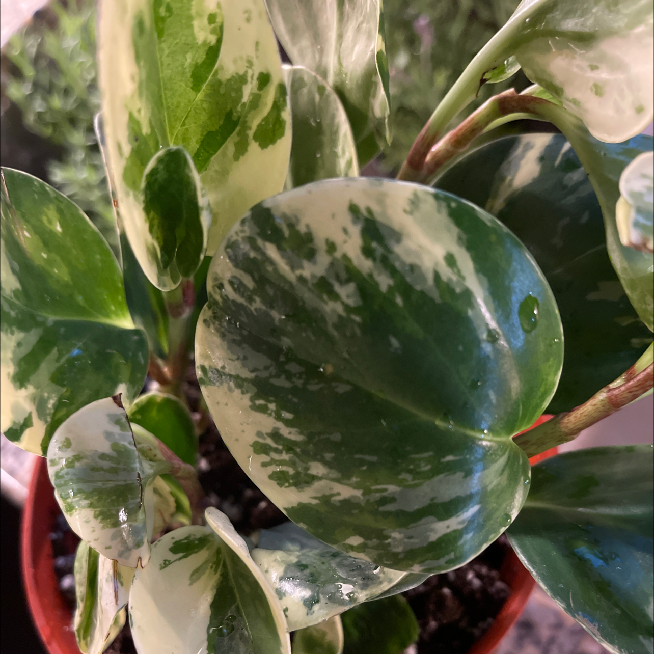 Marble Peperomia plant with variegated leaves in a pot, well-framed and healthy.