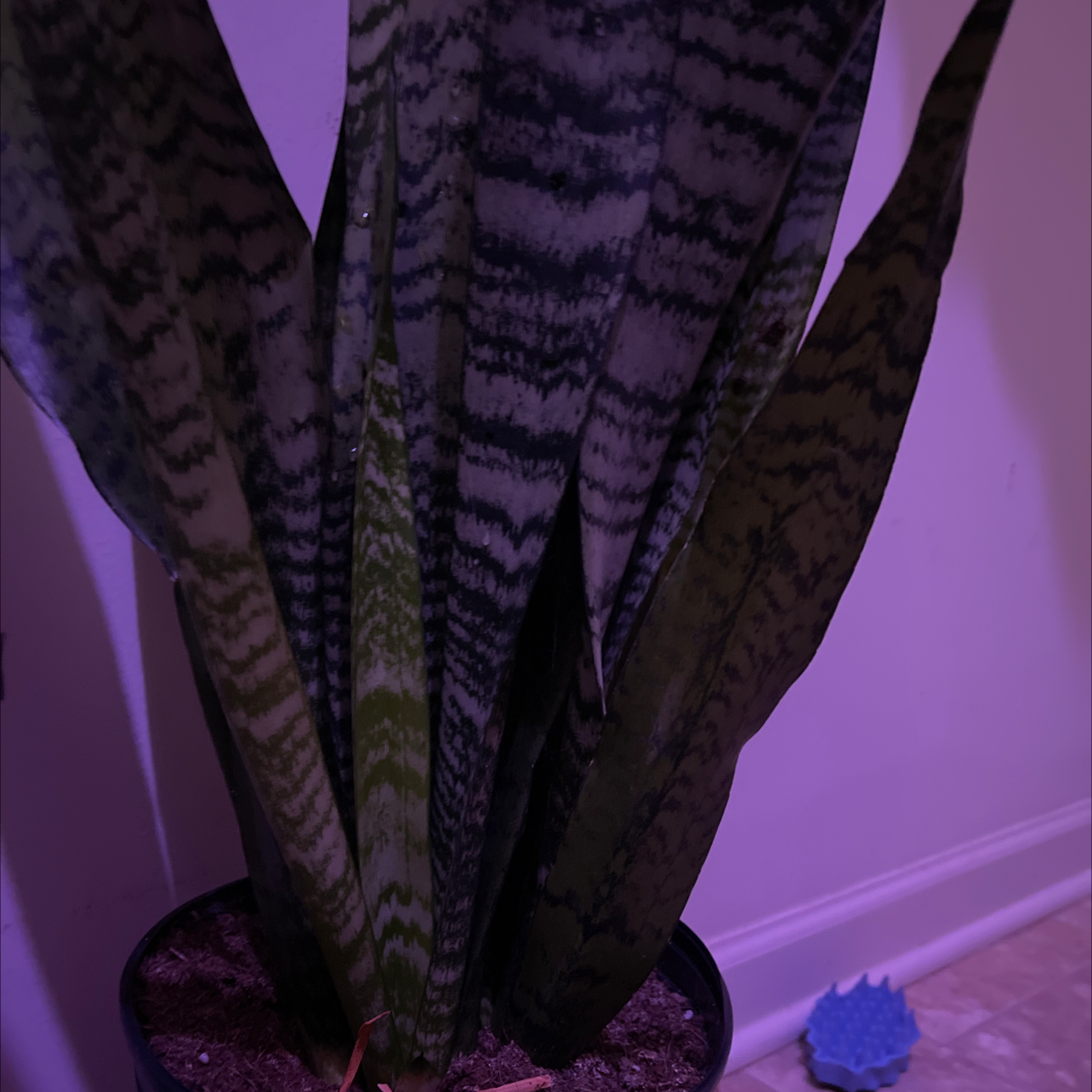 Photo of the plant species Sansevieria 'Frozen' by @Addavis01 named Sansa on Greg, the plant care app