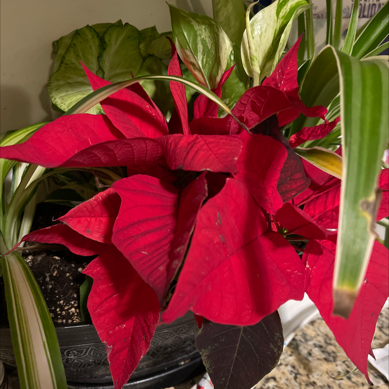 Poinsettia plant with vibrant red leaves, other plants in background.