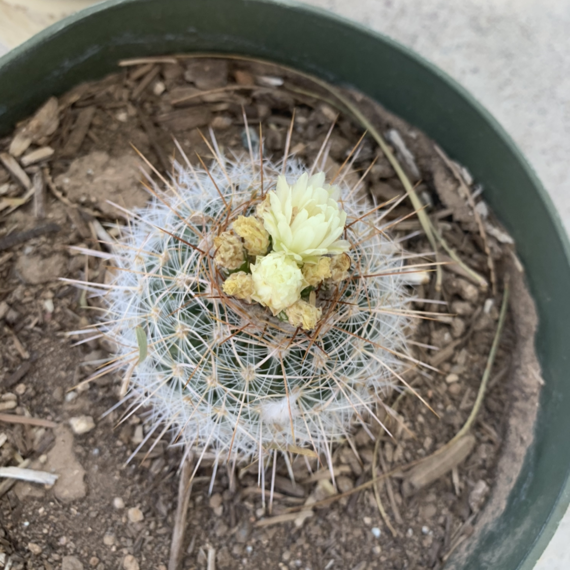 Photo of the plant species Mammillaria neopalmeri by Arleen named Cathy on Greg, the plant care app
