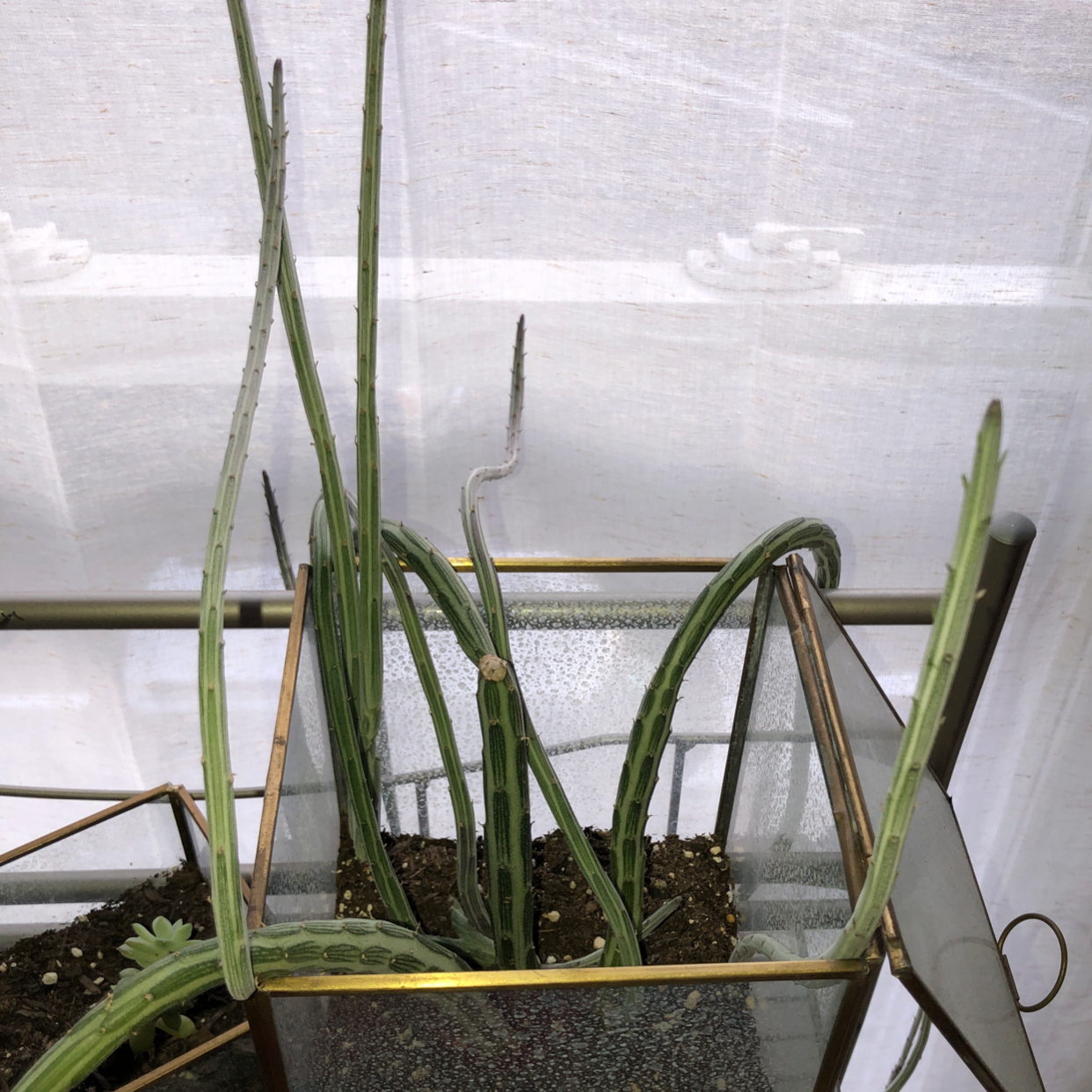 Photo of the plant species Nightblooming Cereus by @JourneyBubar named Elle from Jilly on Greg, the plant care app