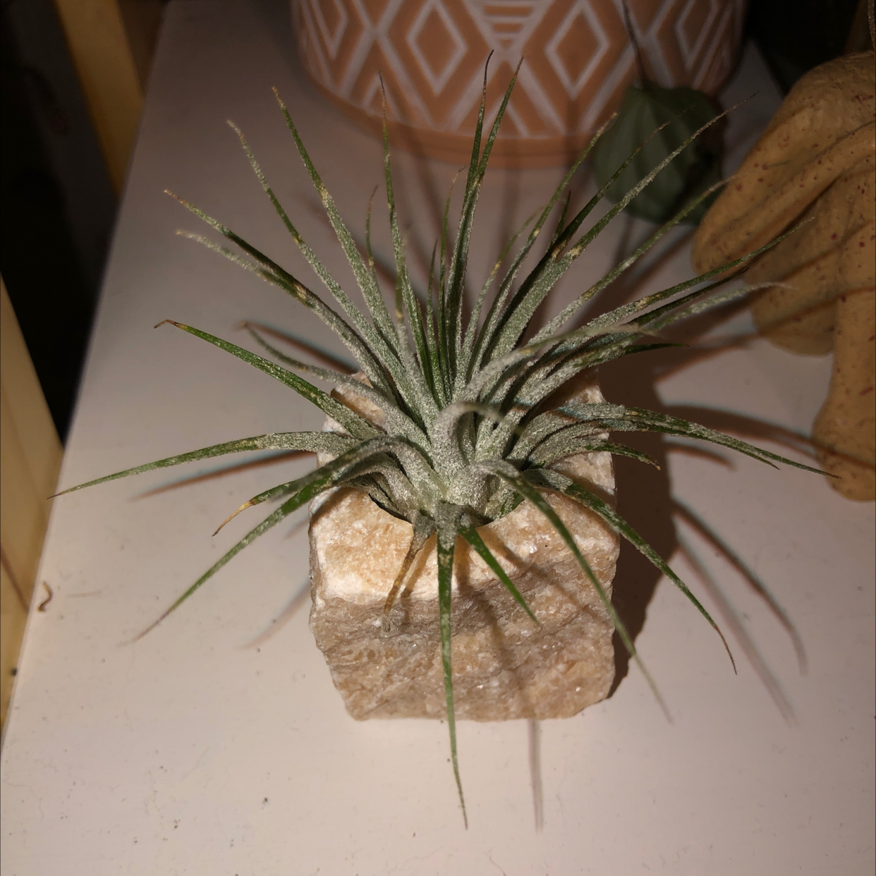 Photo of the plant species Texas False Agave by @JourneyBubar named Stone air plant (Hannaford) on Greg, the plant care app