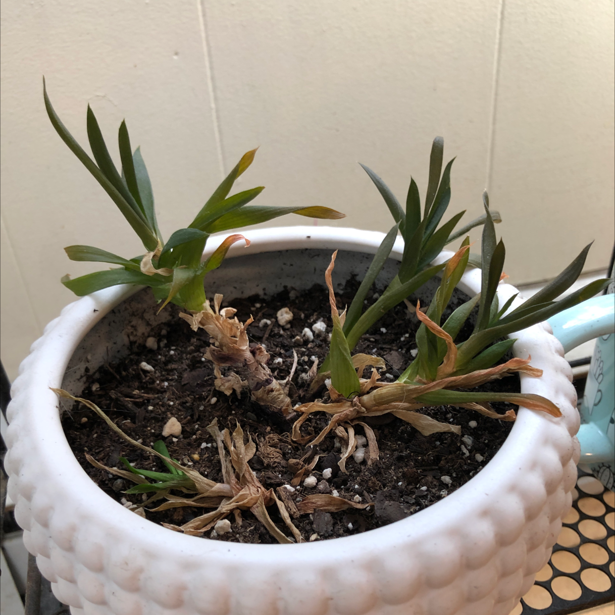 Potted Hottentot Fig plant with some browning leaves and visible soil.