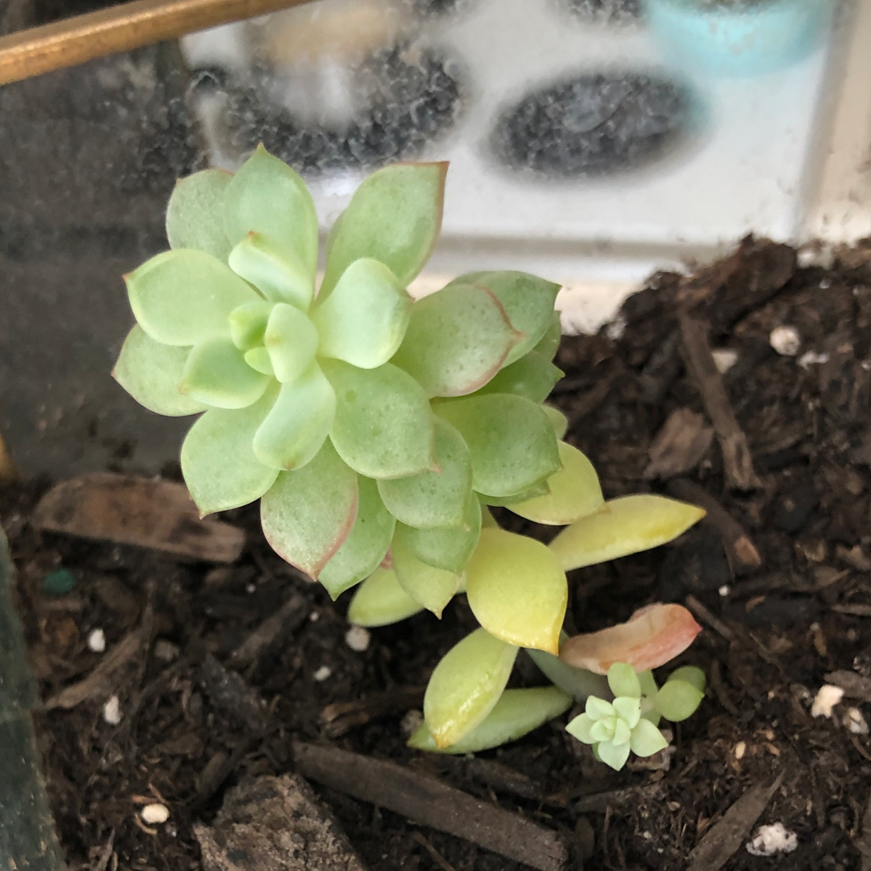Palmer's Sedum plant with green leaves, some yellowing and browning, in soil.