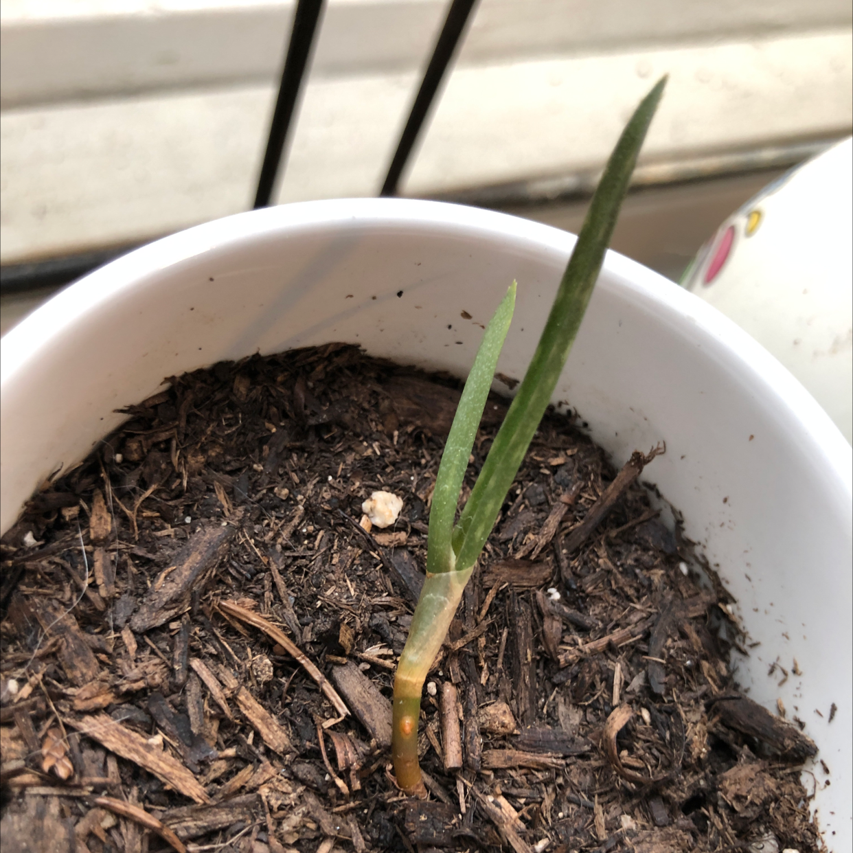 Aloe vera plant photo by @JourneyBubar named Tiny aloe from Jilly on Greg, the plant care app.