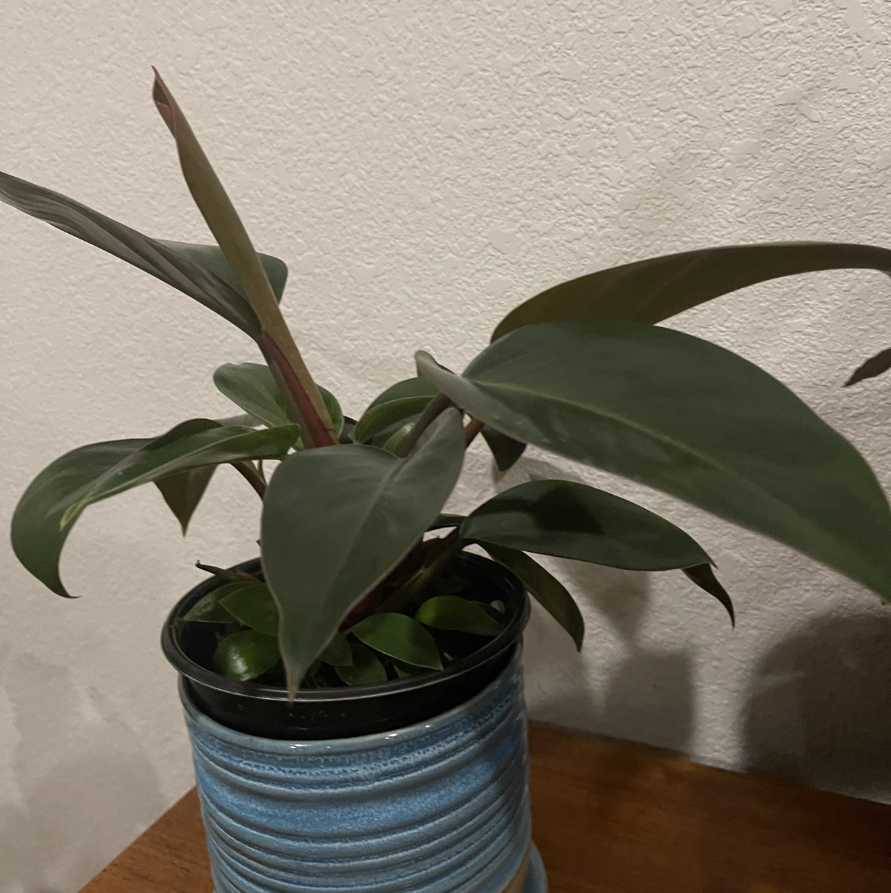 Photo of the plant species Philodendron 'Burgundy' by David named Huey P. on Greg, the plant care app