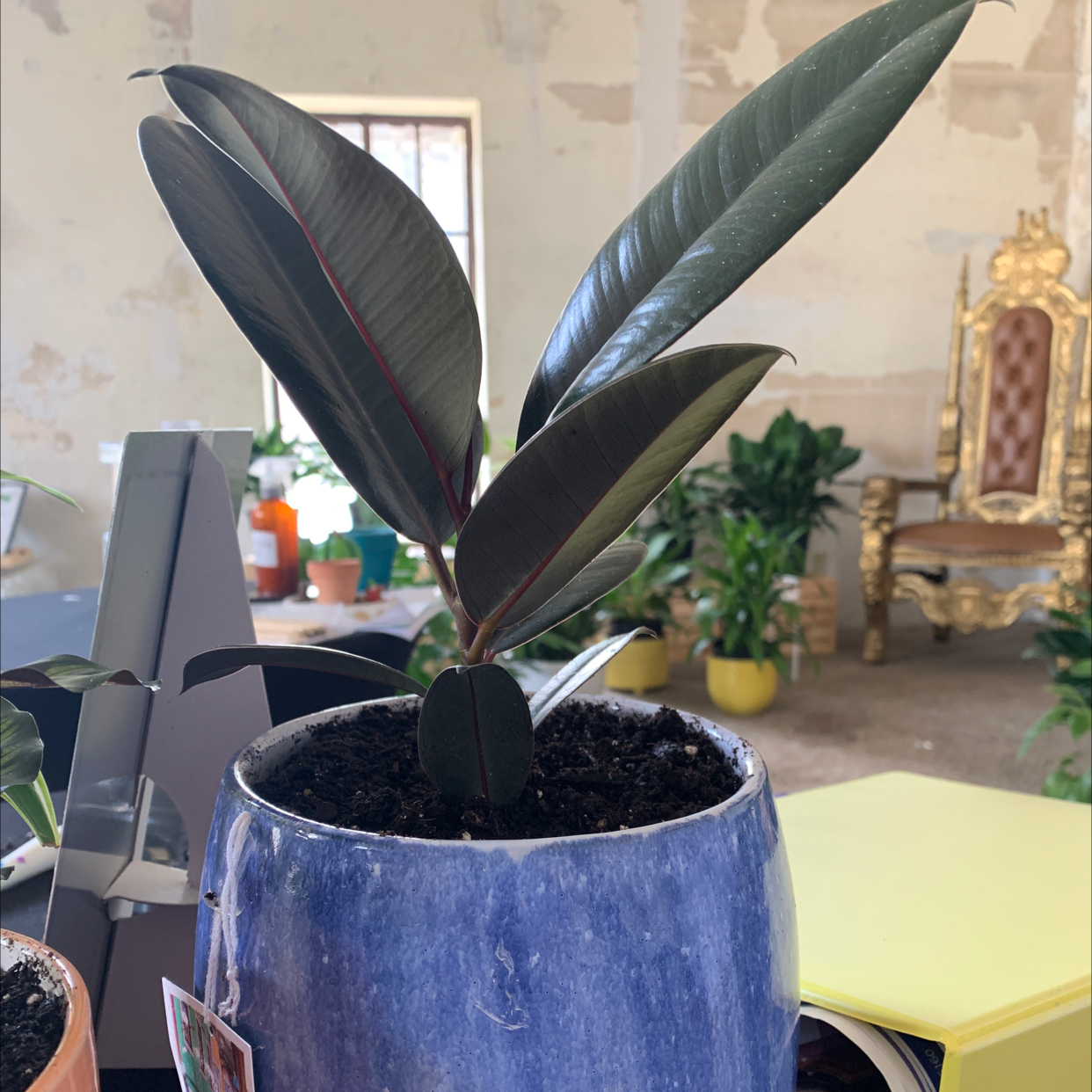 Rubber Plant plant photo by @elyse_bee named Hot Dog on Greg, the plant care app.