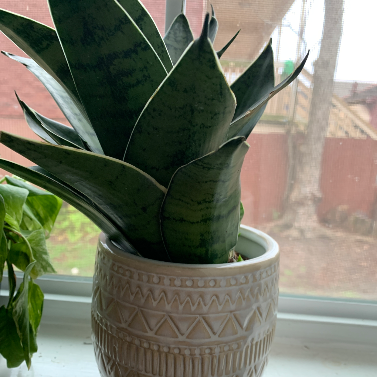 Snake Plant plant photo by @elyse_bee named Spring Roll on Greg, the plant care app.