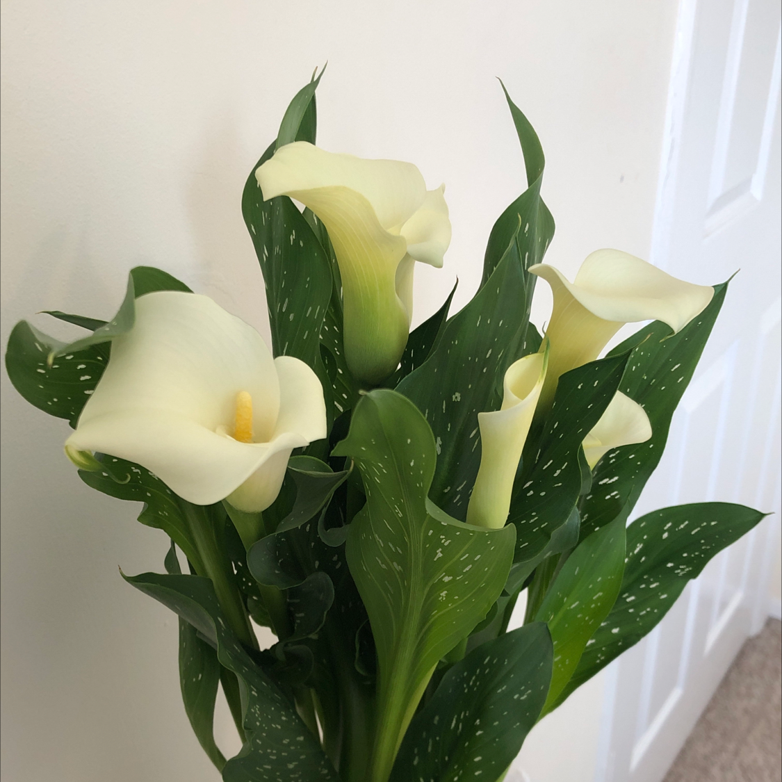 Photo of the plant species Calla Lily by @jascallaway named Plato on Greg, the plant care app