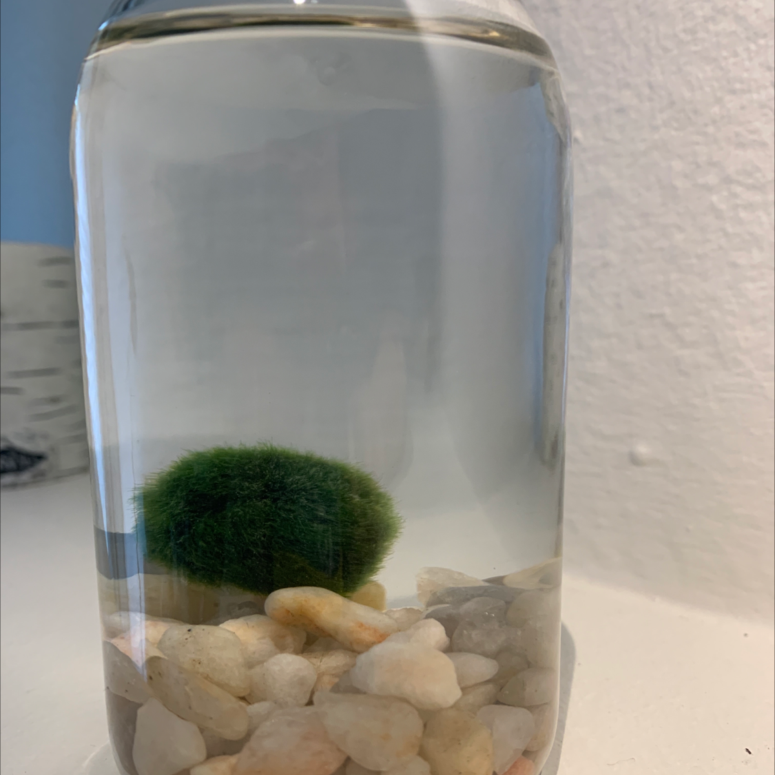 Marimo moss ball in a glass container with white pebbles at the bottom.