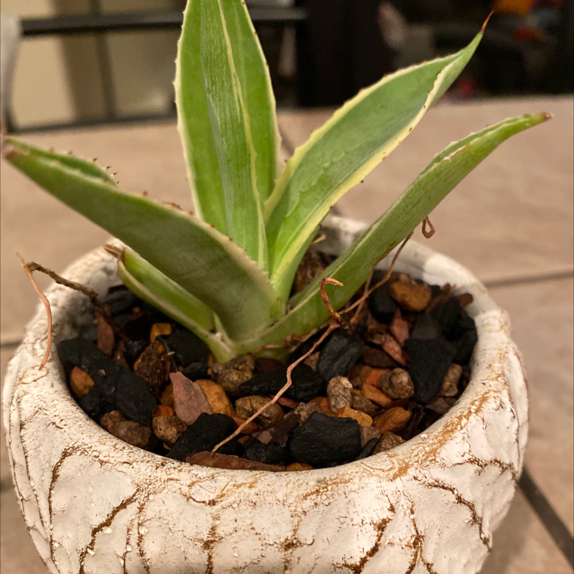 Close up of a healthy Agave americana century plant in a white ceramic pot, with spiky green leaves and dark soil.