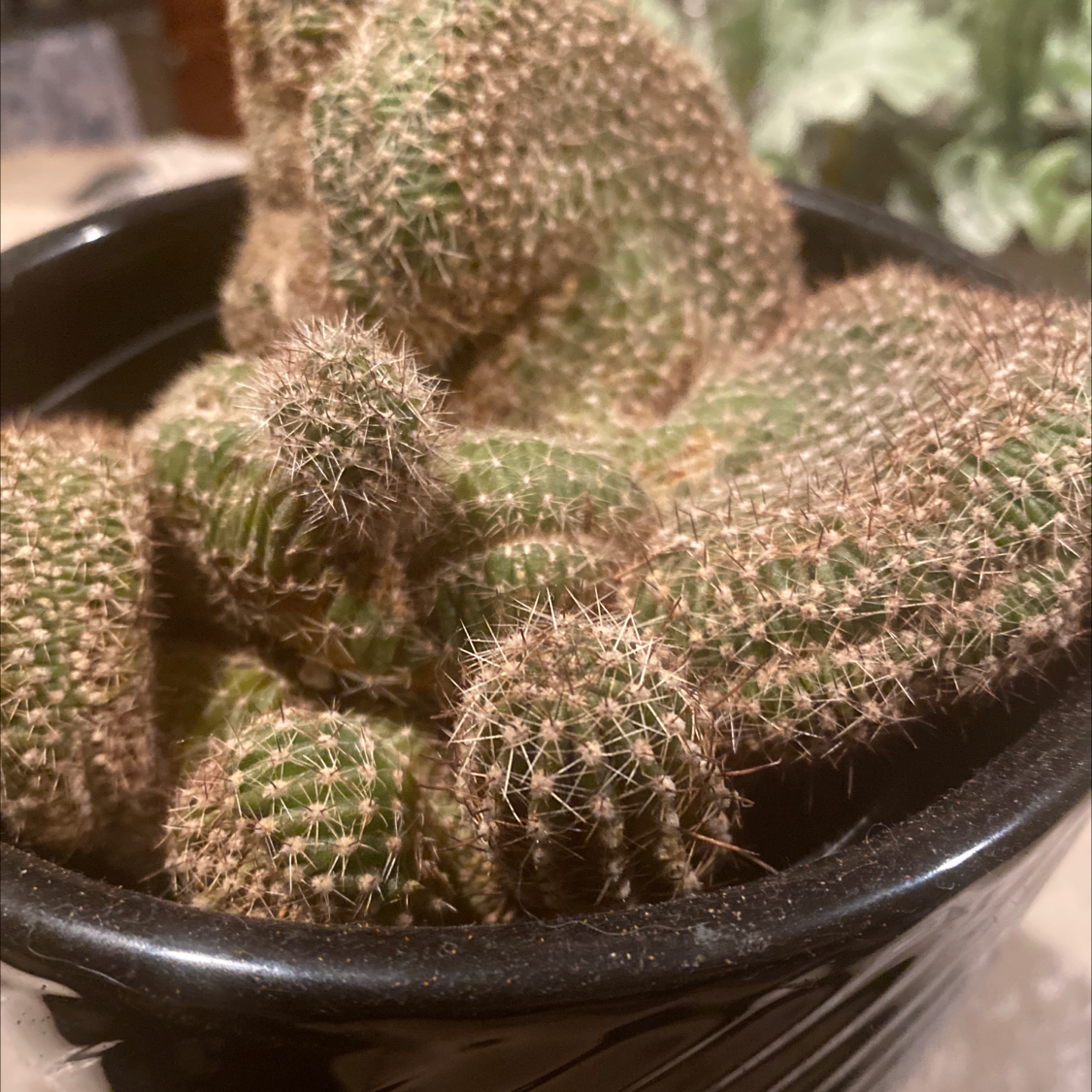 Cluster of healthy Lady Finger Cactus plants in a black pot.