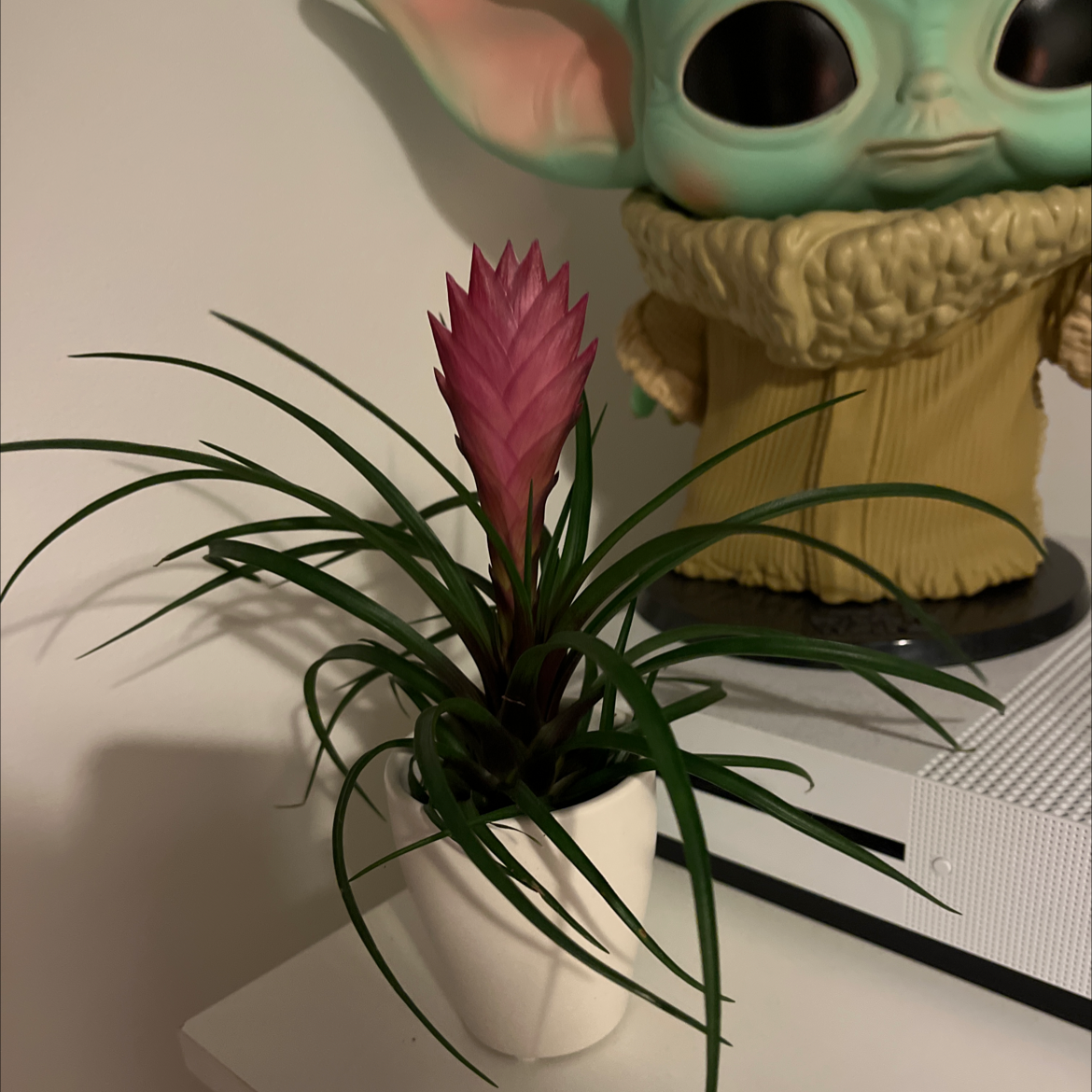 Pink Quill plant (Tillandsia cyanea) in a white pot with a pink bract and green leaves.