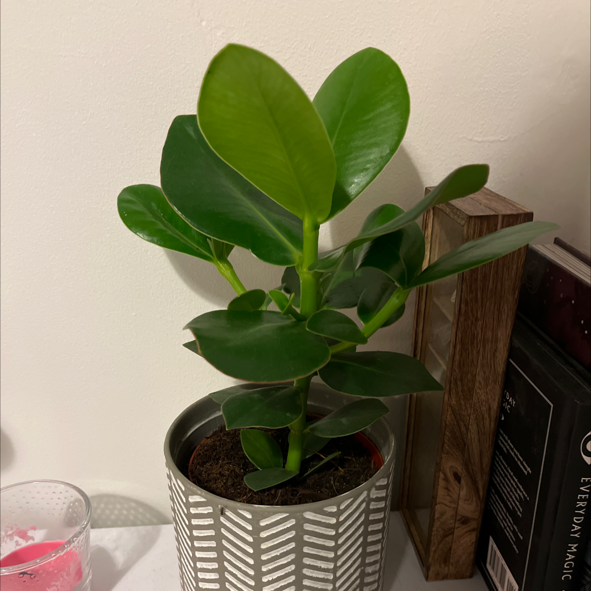 Healthy Autograph Tree in a decorative pot with glossy green leaves.