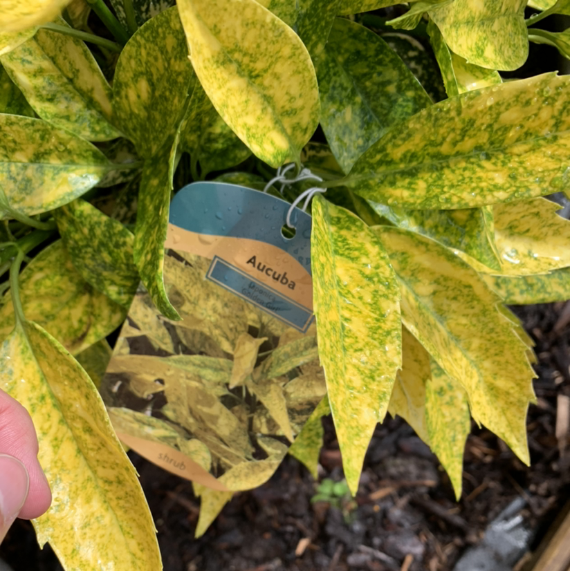 Close-up of healthy variegated Aucuba japonica leaves with yellow and green coloring. A hand holds an 'Aucuba' plant tag.