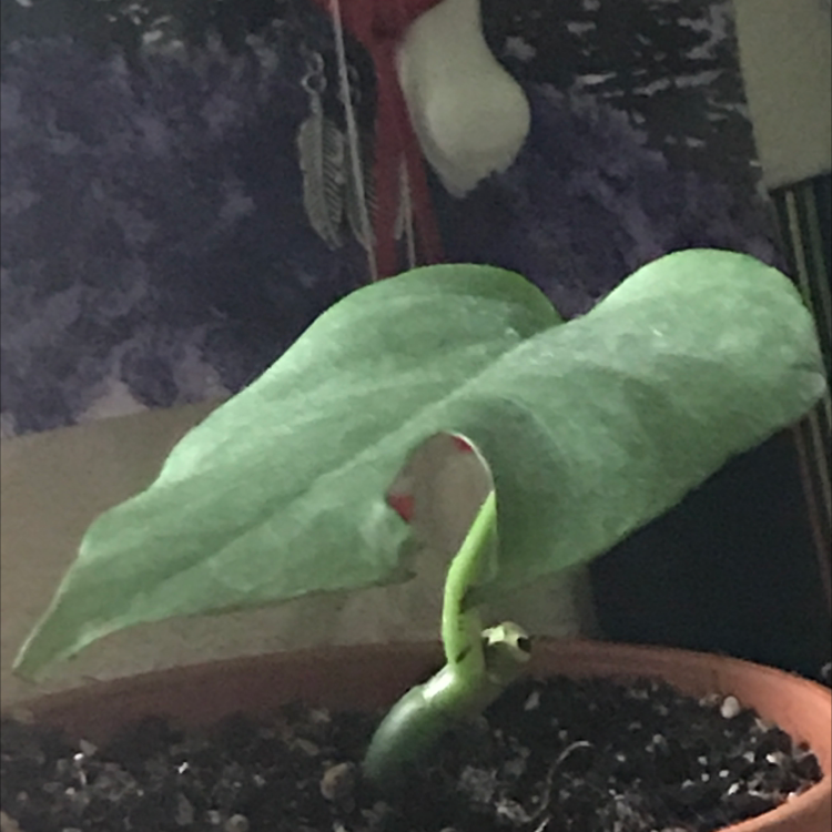 Mini Monstera plant photo by @strawberrysweet named Your plant on Greg, the plant care app.