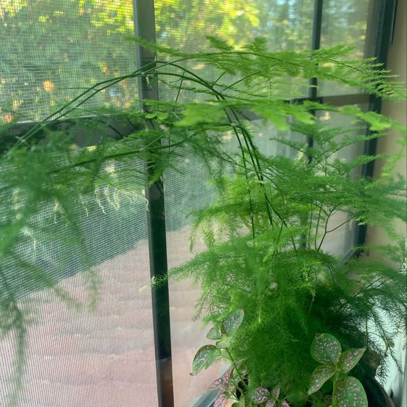 Healthy Asparagus Fern plant with lush green foliage in a hanging basket on a screened porch.