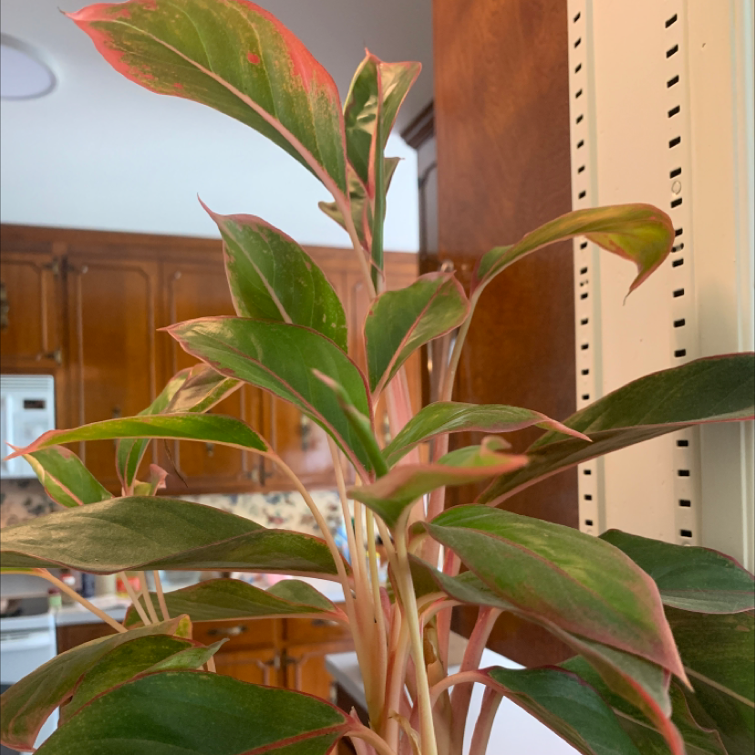 Chinese Evergreen plant photo by Alison named Pinky on Greg, the plant care app.