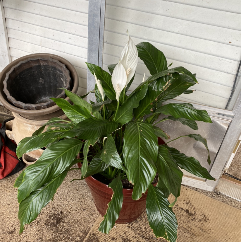 Peace Lily plant photo by @Krazyplantmom named Money Penny on Greg, the plant care app.