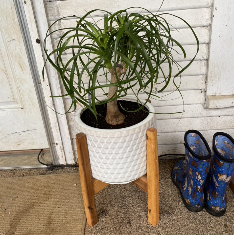 Bottle Palm Tree plant photo by @Krazyplantmom named Palmer on Greg, the plant care app.
