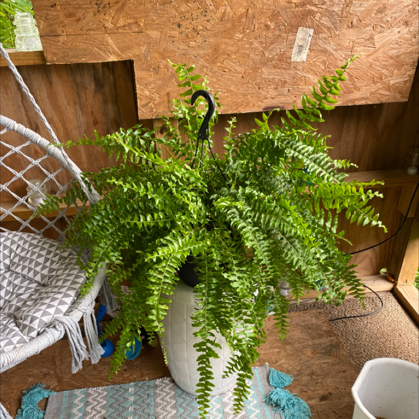 Boston Fern plant photo by @Krazyplantmom named Benny on Greg, the plant care app.