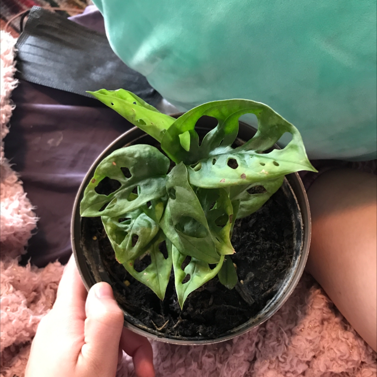 Window Leaf plant photo by @babymuppets named Oscar on Greg, the plant care app.