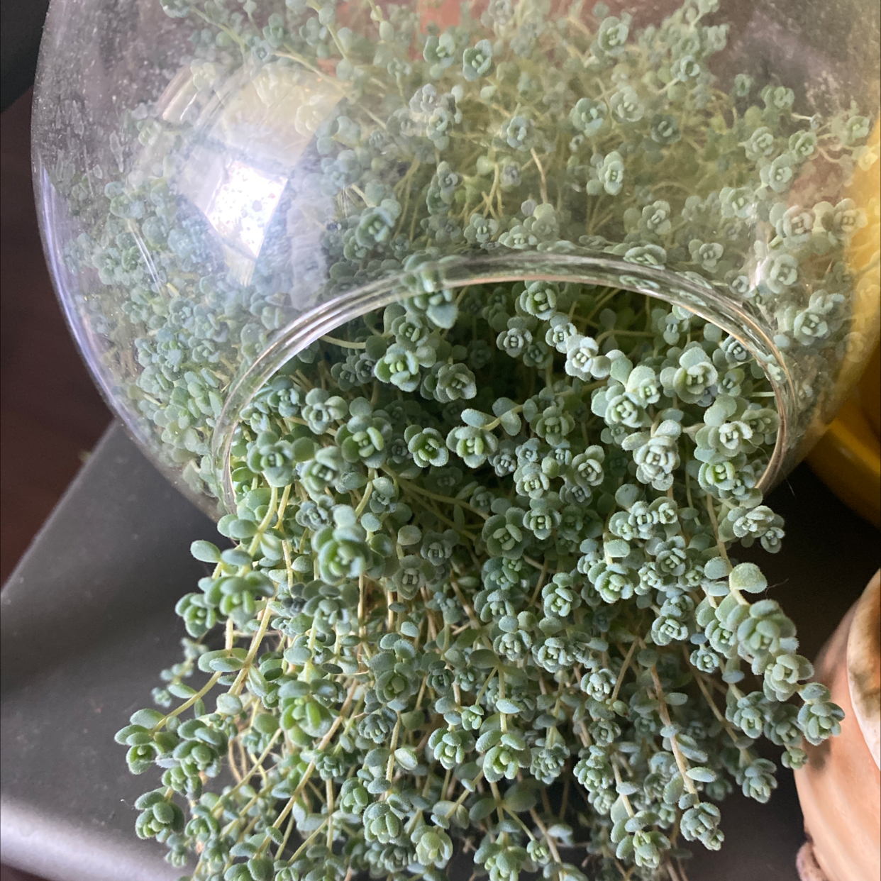 Corsican Stonecrop plant in a glass container with dense, green foliage.