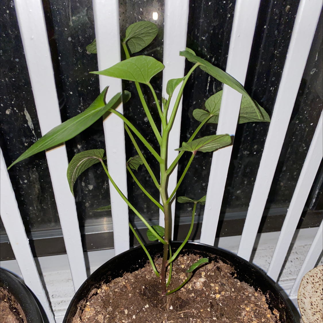 Sweet potato vine with vibrant green heart-shaped leaves in a pot against a striped background. The plant appears healthy and lush.