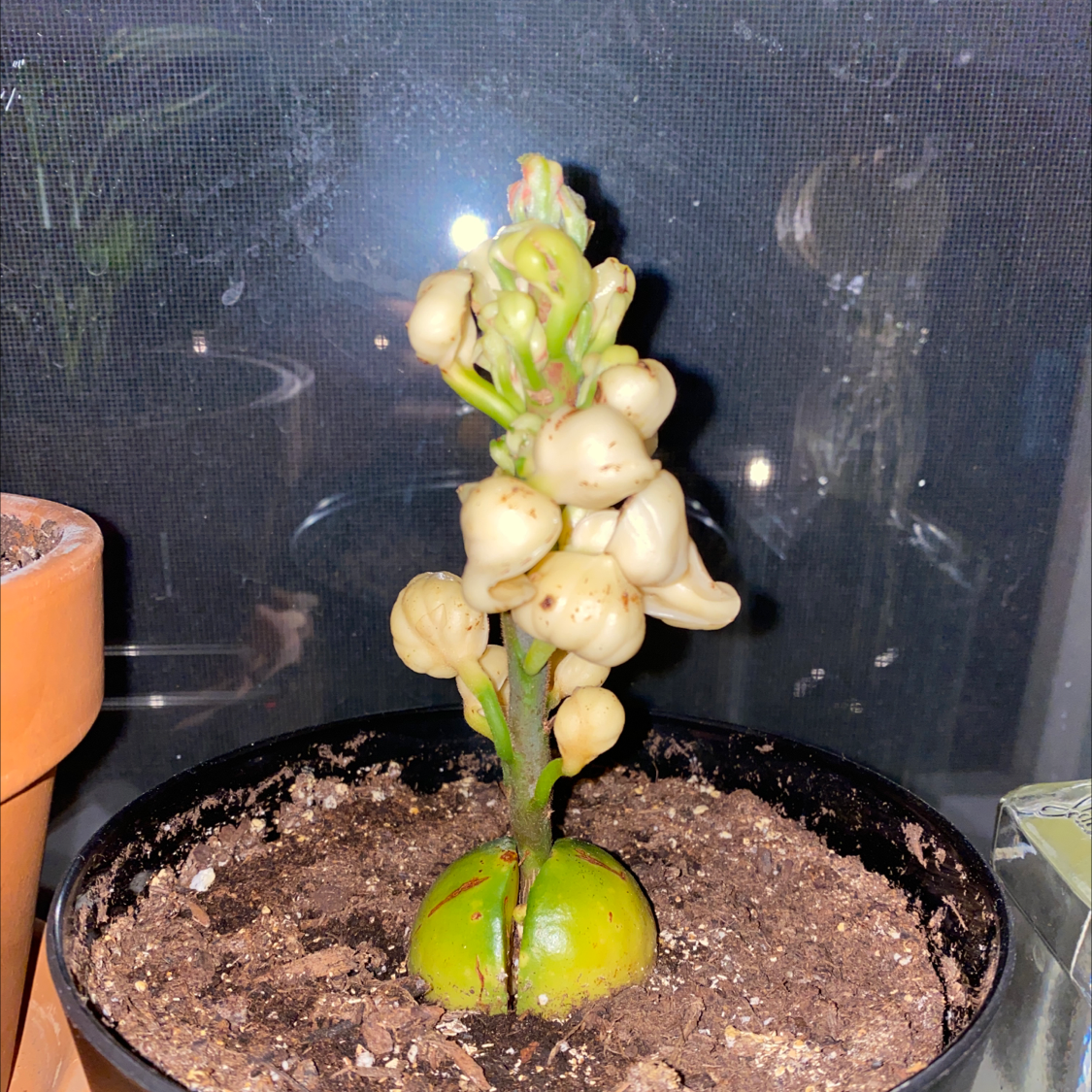 Young avocado plant in a pot with several round leaves, some showing slight yellowing, against a dark background.