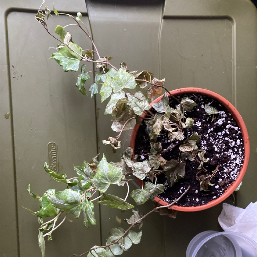 English Ivy plant photo by @kayla_bomba28 named Eva on Greg, the plant care app.