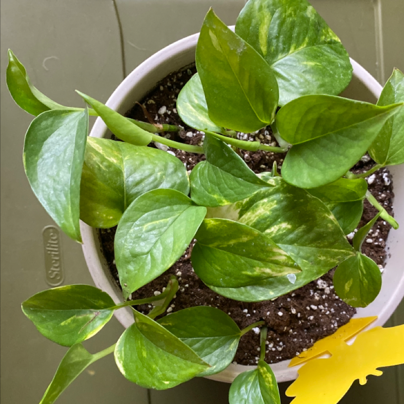 Taro Vine plant photo by @kayla_bomba28 named Queen on Greg, the plant care app.