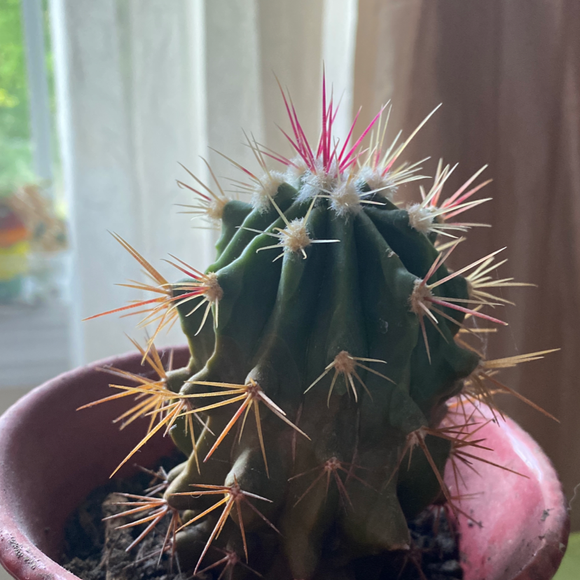 Photo of the plant species Sonora Barrel by @kayla_bomba28 named Spiky on Greg, the plant care app
