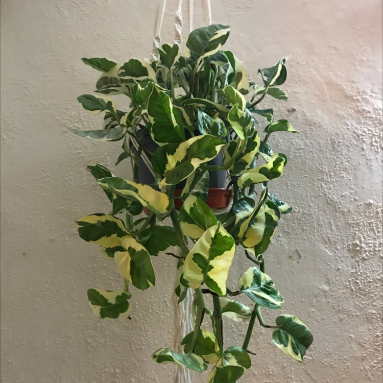 Healthy, glossy Hoya carnosa plant with variegated green and white leaves hanging in a glass vase against an off-white wall.