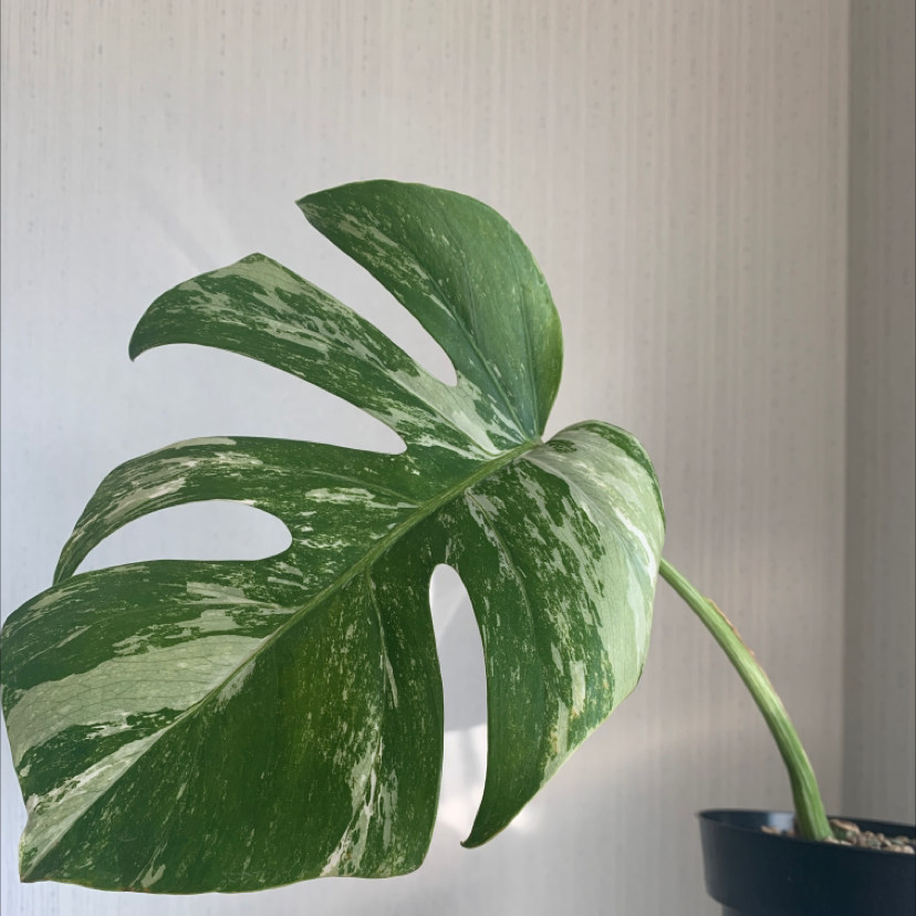 Variegated Monstera plant with a single large variegated leaf in a pot.