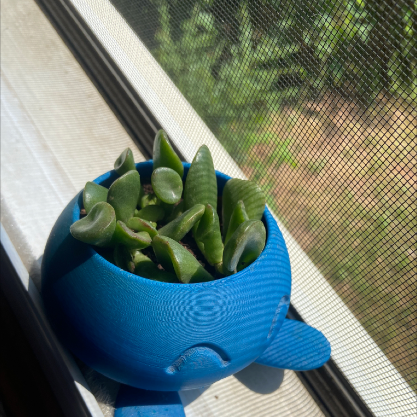 Finger Jade plant photo by @just_a_liddle named Silas on Greg, the plant care app.