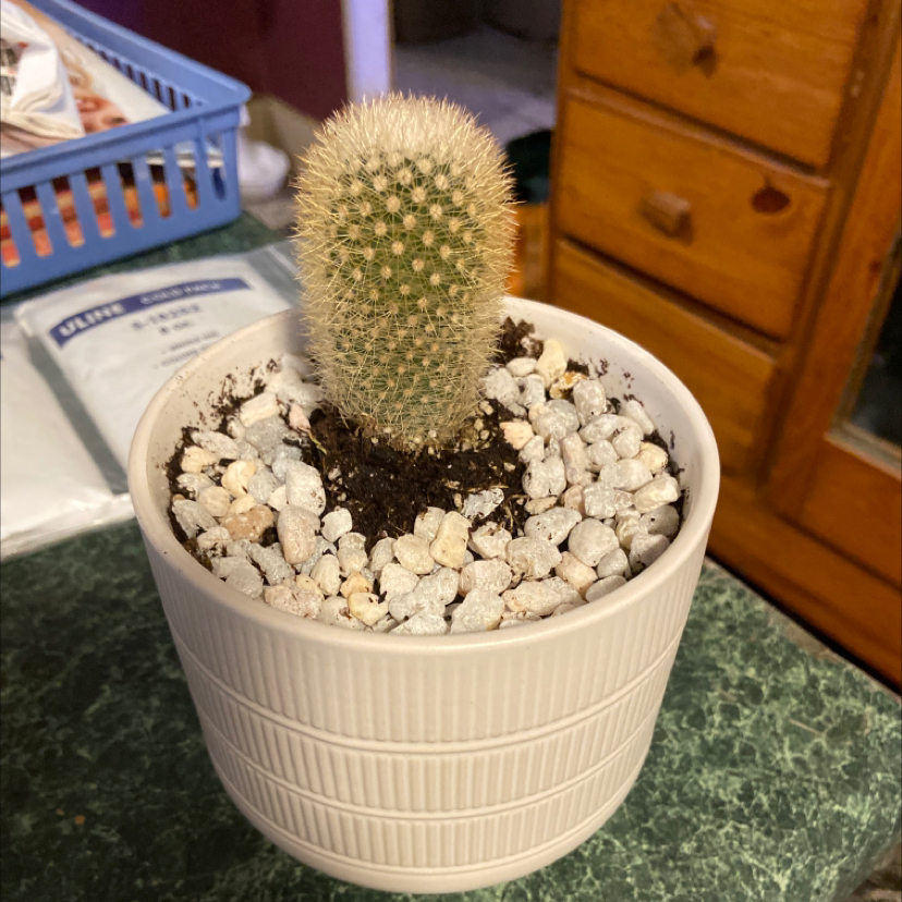 Spiny Pincushion Cactus in a white pot with gravel on the soil surface.