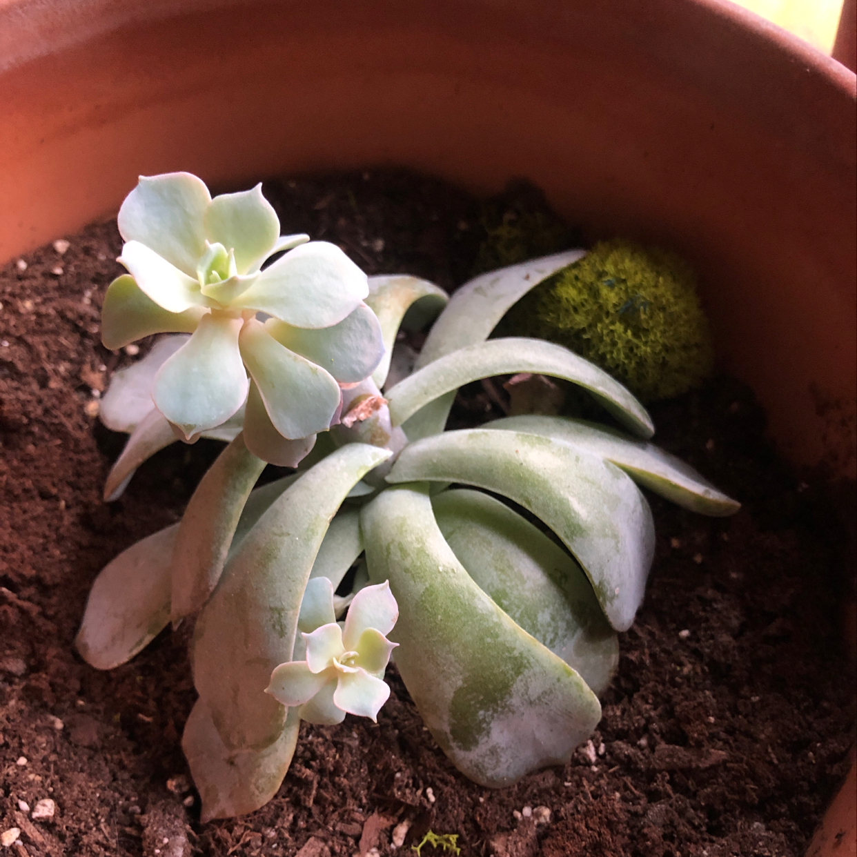 Potted Echeveria Runyonii plant with visible soil and some leaf discoloration.